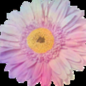 Meet your Posher, Alecia